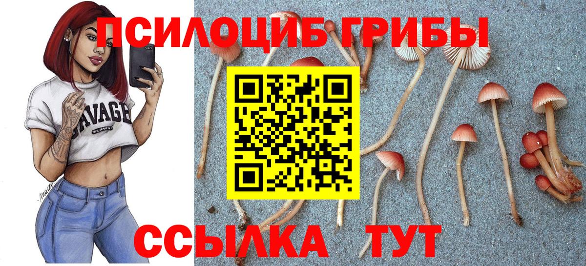 купить  сайты  Псилоцибиновые грибы GOLDEN TEACHER  Вход с VPN  Большой Камень 