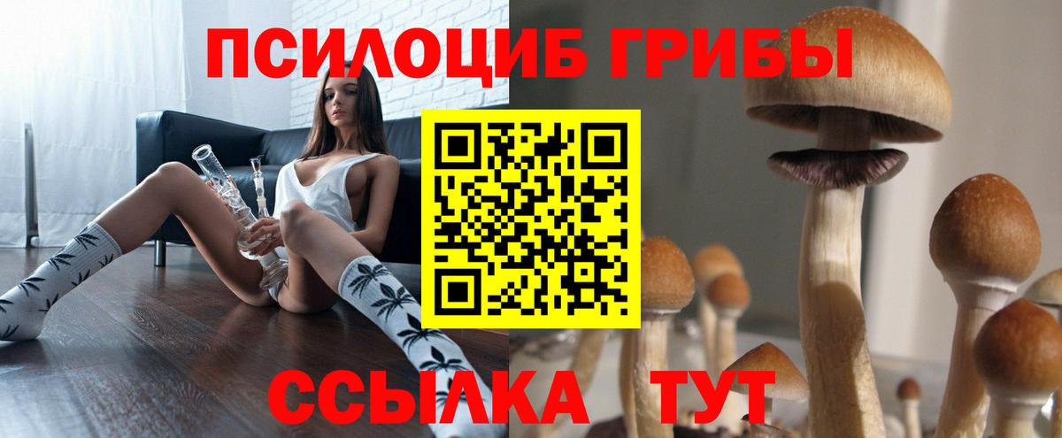 Галлюциногенные грибы Psilocybe Большой Камень